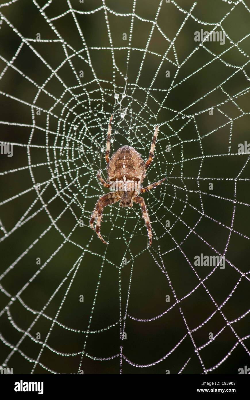 Chiusura del giardino spider [Araneus diadematus] nel centro di ragni web con rugiada. Foto Stock