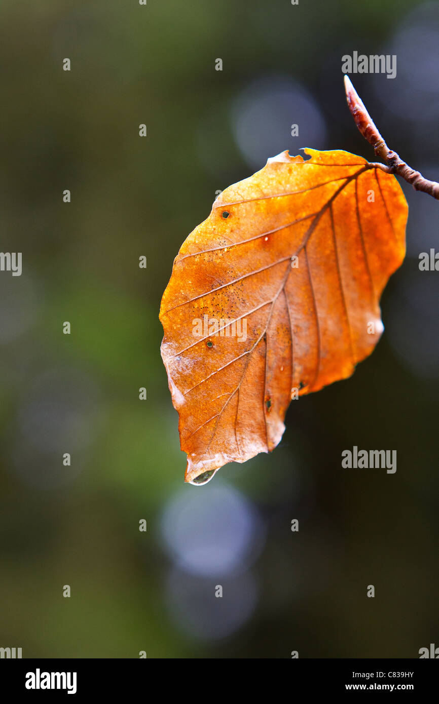 foglio di goccia dell'acqua Foto Stock