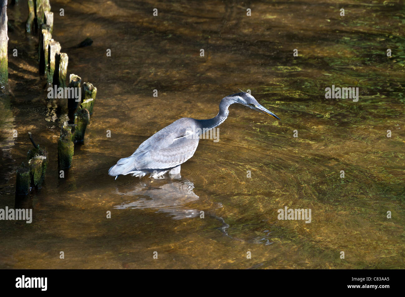 Un Airone cenerino in cerca di cibo nel fiume Avon Foto Stock