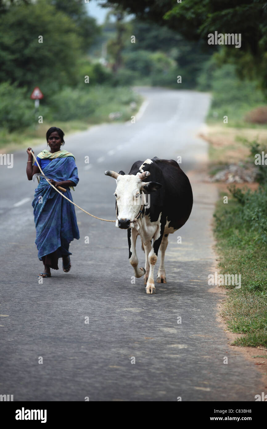 Donna con la mucca gravida Andhra Pradesh in India del Sud Foto Stock