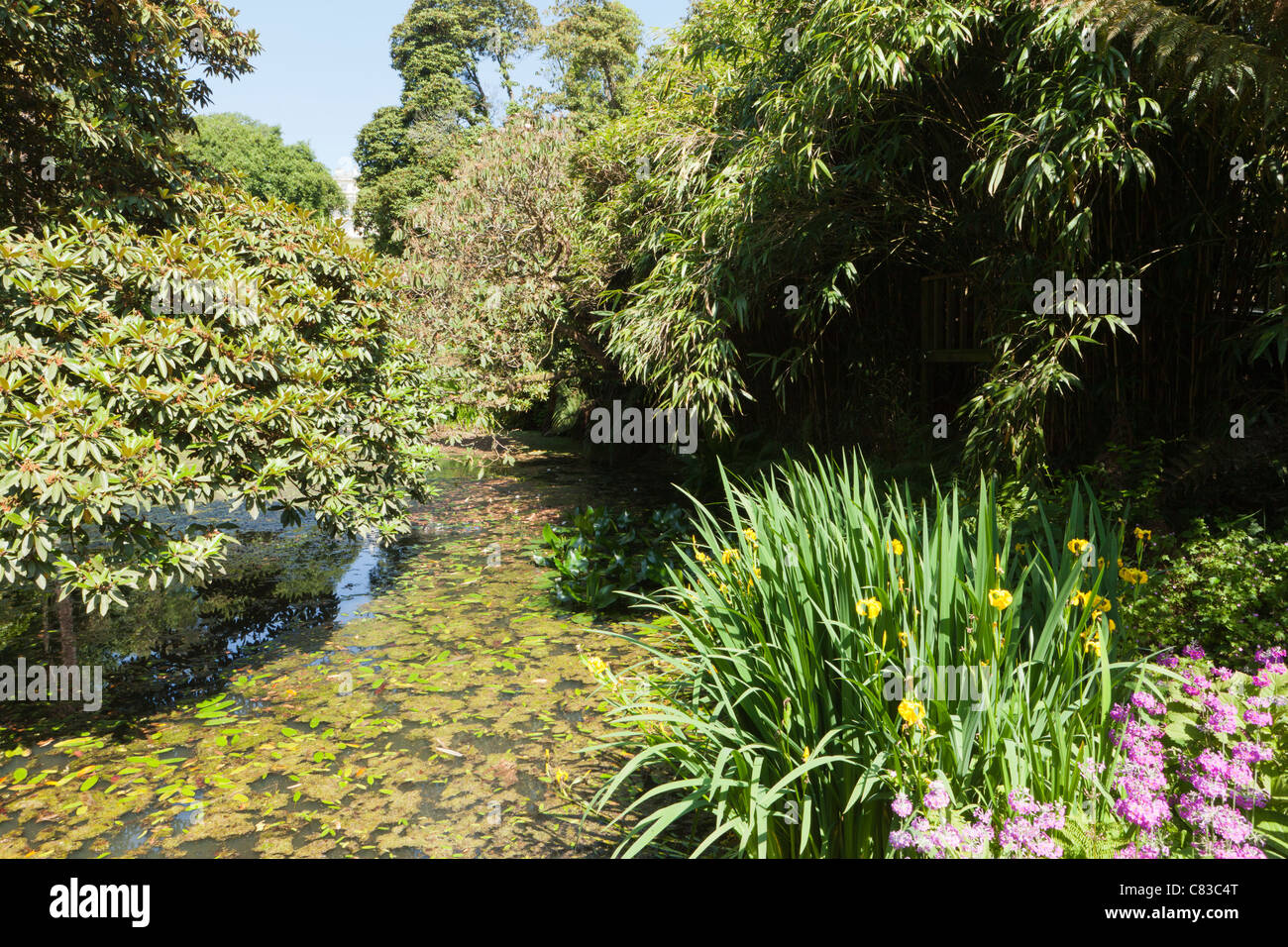 La giungla in Lost Gardens of Heligan, Pentewan, St.Austell, Cornwall Foto Stock