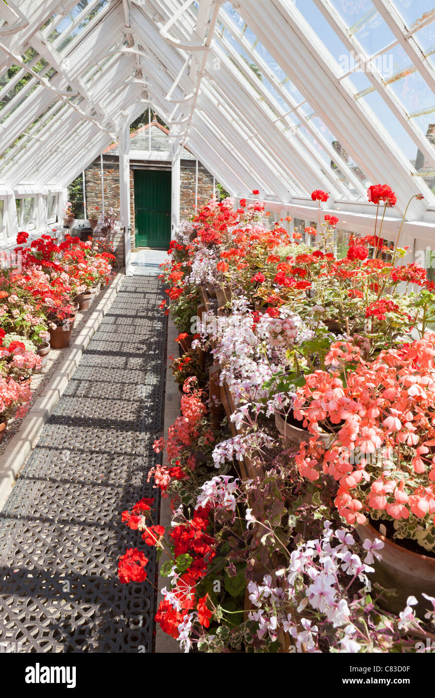 Uno del restaurato greehouses al Lost Gardens of Heligan, Pentewan, St.Austell, Cornwall Foto Stock