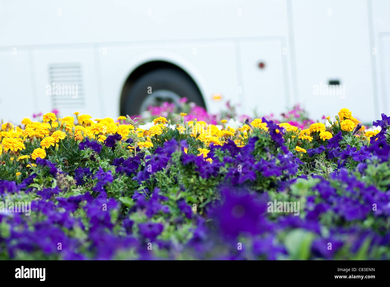Autobus e fiori Foto Stock