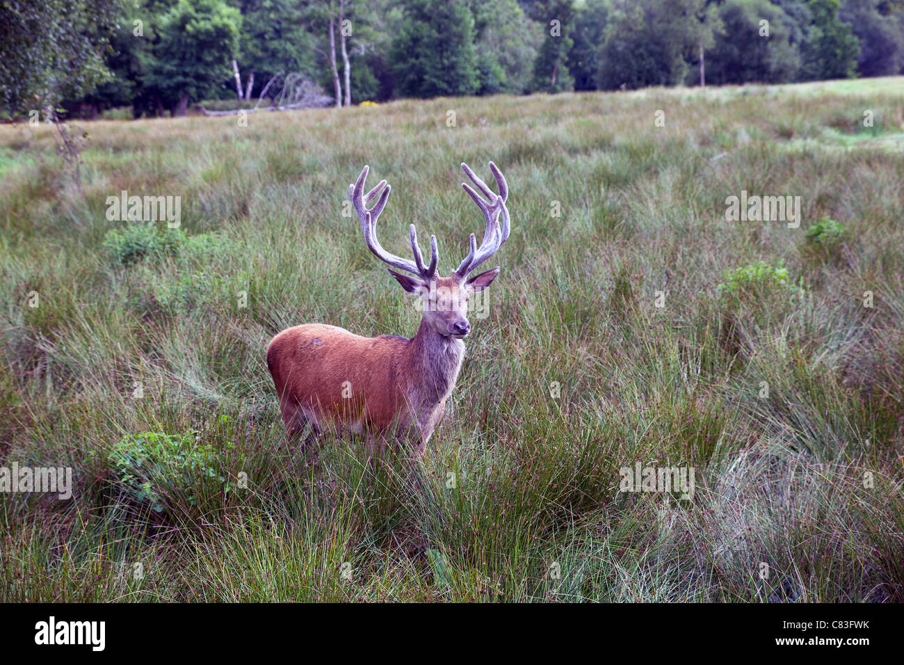 Il cervo (Cervus elaphus scoticus) feste di addio al celibato nel parco naturale in una nuova foresta, Hampshire Foto Stock