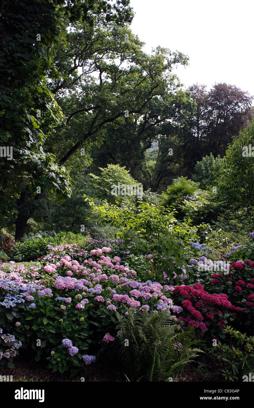 Bosco colorato all'interno di ABBOTSBURY giardini subtropicali. DORSET UK. Foto Stock