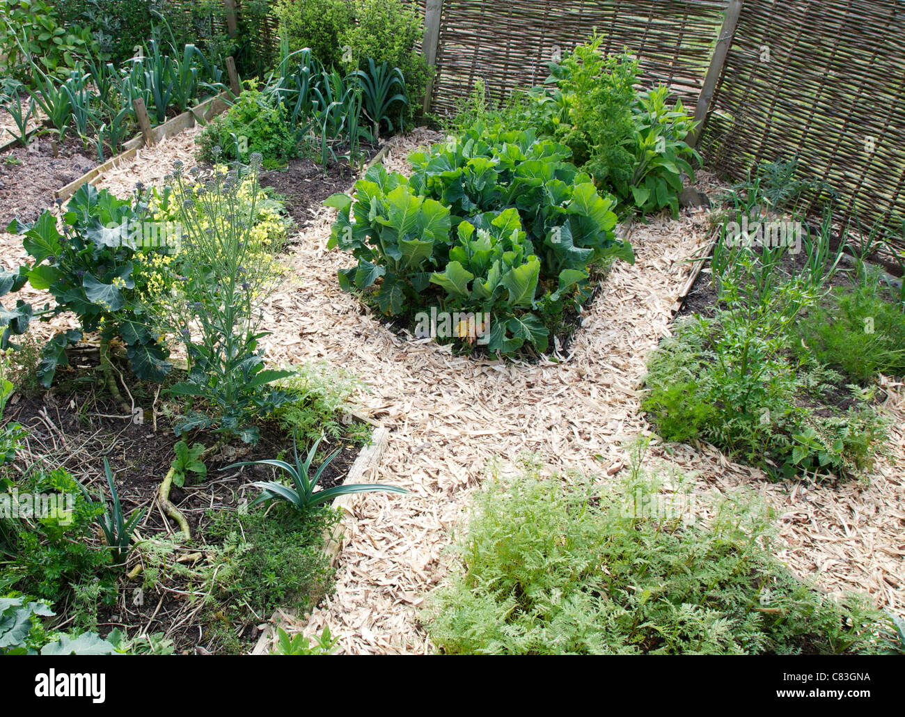 Le verdure in piccoli trama orto con percorsi di corteccia Foto Stock