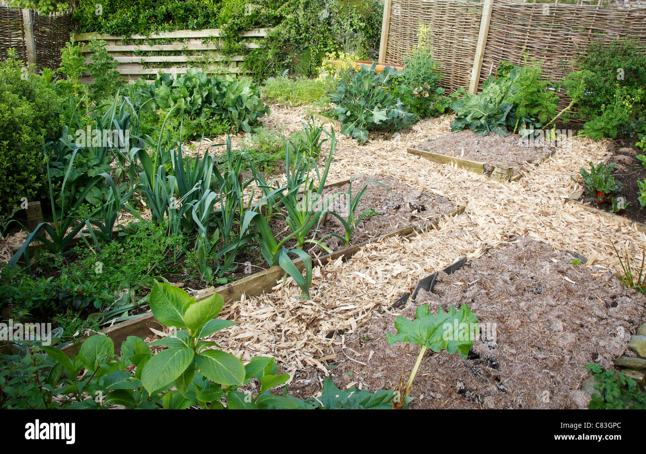 Le verdure nel piccolo giardino plot che era precedentemente un prato con corteccia su percorsi per mantenere le erbacce giù Foto Stock