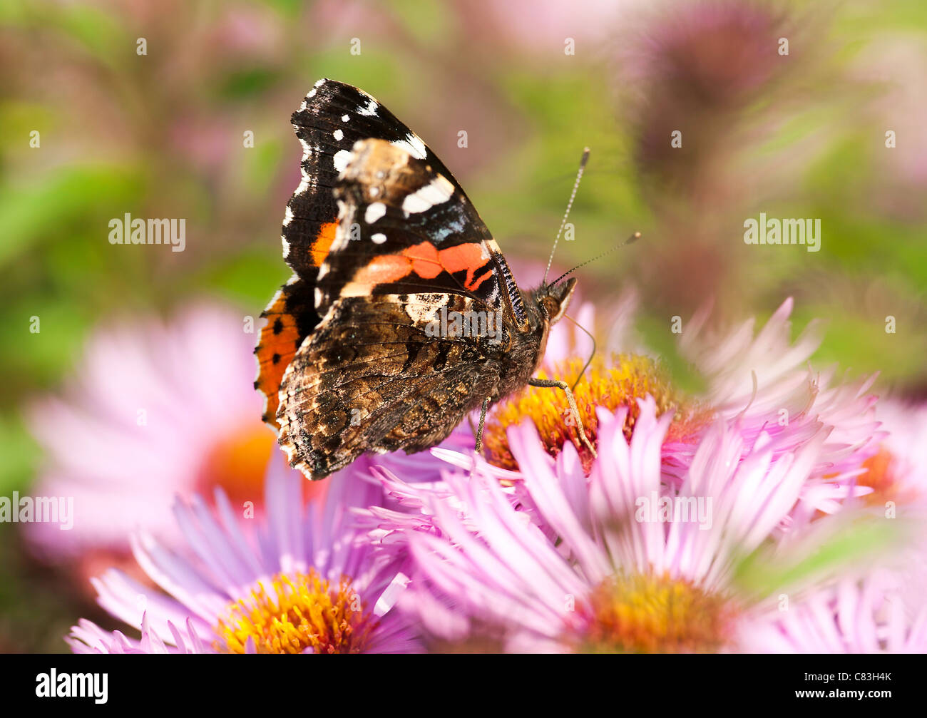 Red Admiral Butterfly alimentazione su un Michaelmas Daisy fiore in un giardino in Corbridge Northumberland England Regno Unito Regno Unito Foto Stock