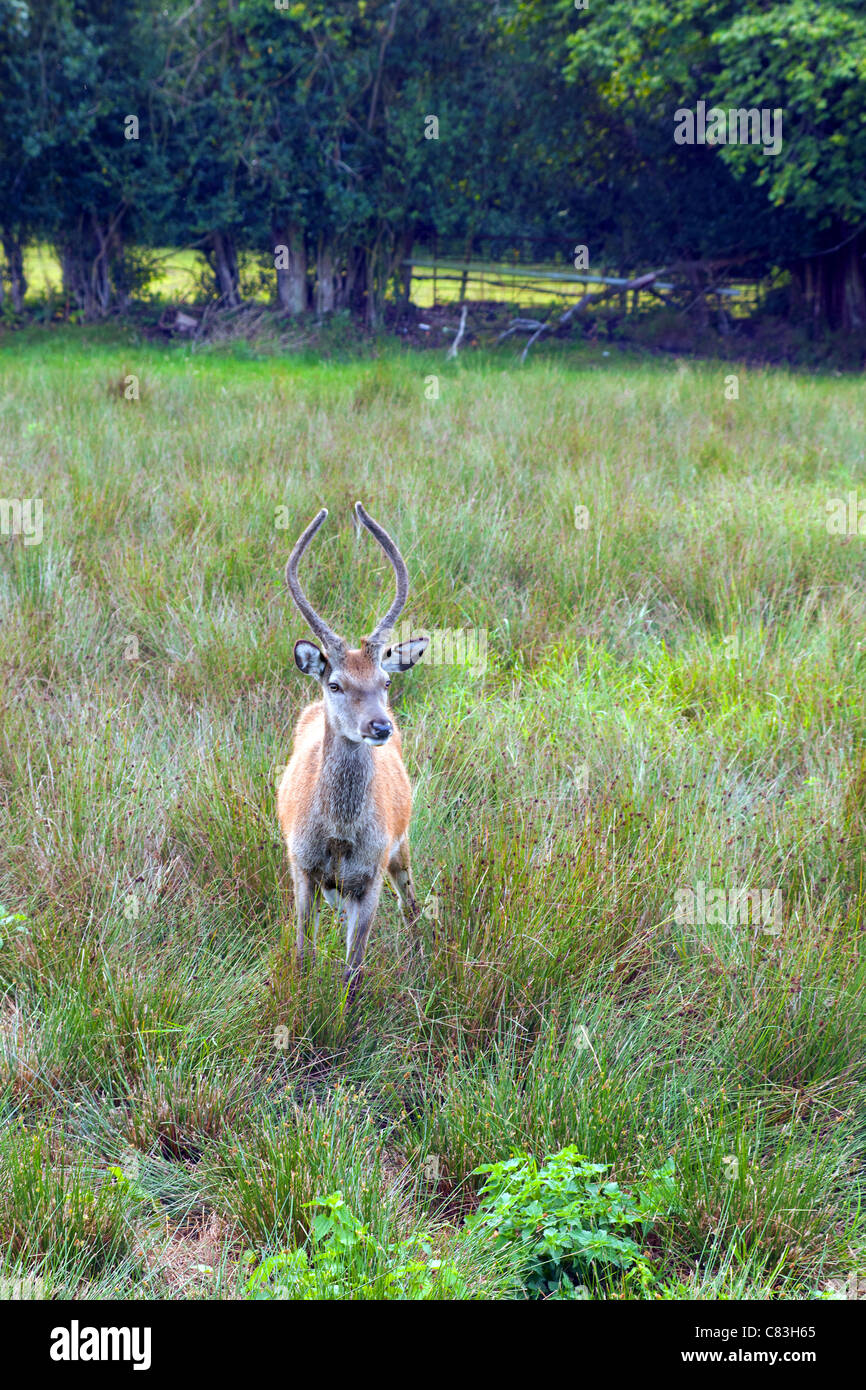 Giovani Red Deer buck (Cervus elaphus scoticus) nel parco nella nuova foresta, Hampshire Foto Stock