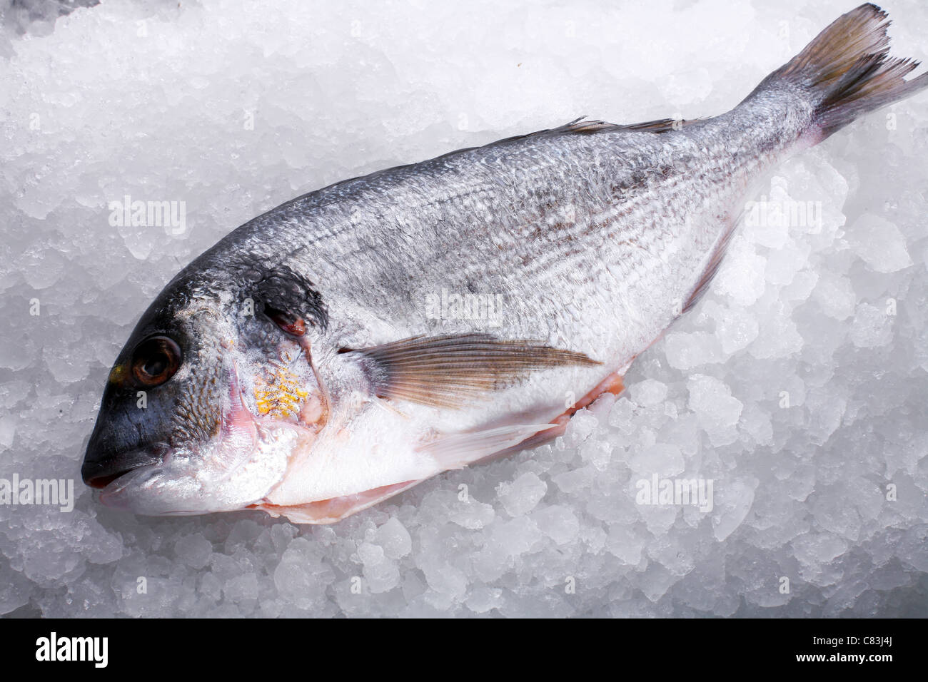 Pesce crudo dorado sullo sfondo di ghiaccio di piccole dimensioni Foto Stock