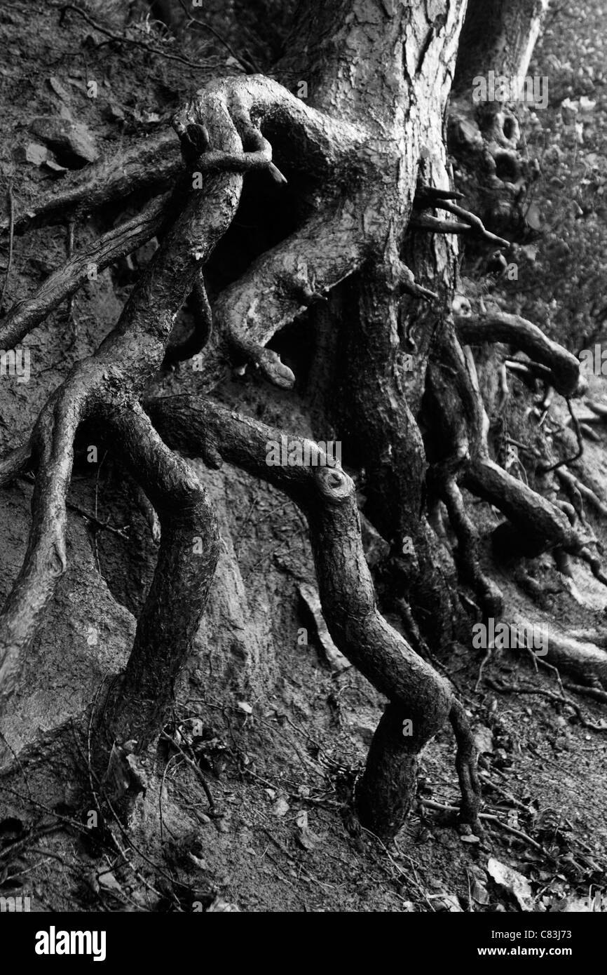 La twisted radici di un albero in una immagine in bianco e nero. Foto Stock