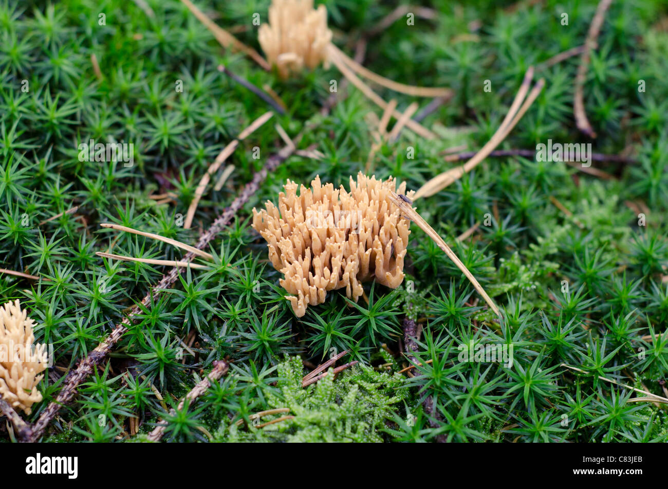 La coltivazione dei funghi (Calocera viscosa) su moss in autunno Foto Stock