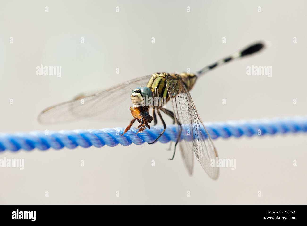 Dragonfly mangiare un insetto in nylon linea di lavaggio Foto Stock