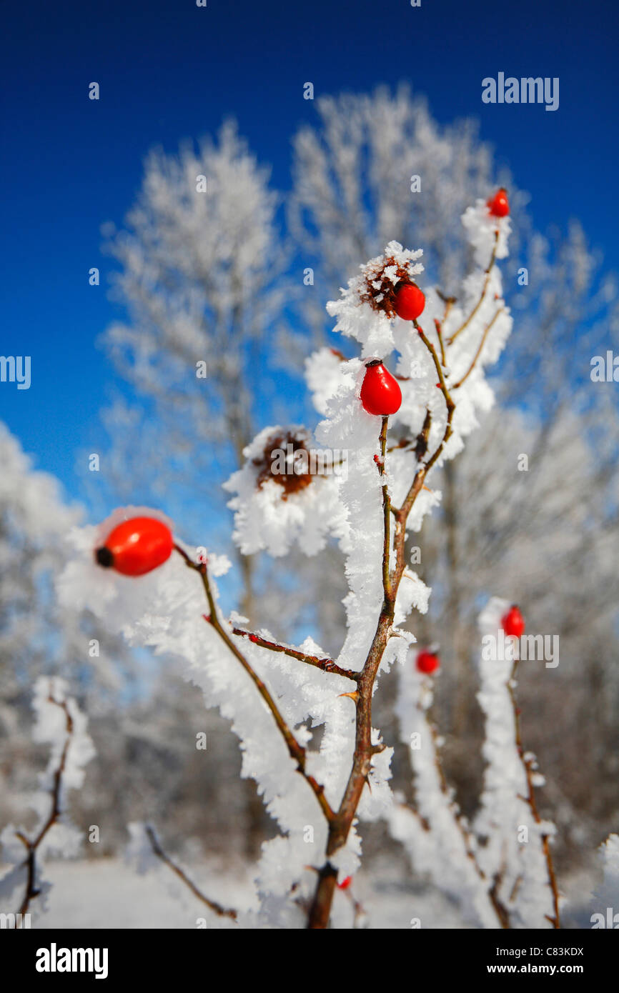 Invernale rosa canina Foto Stock
