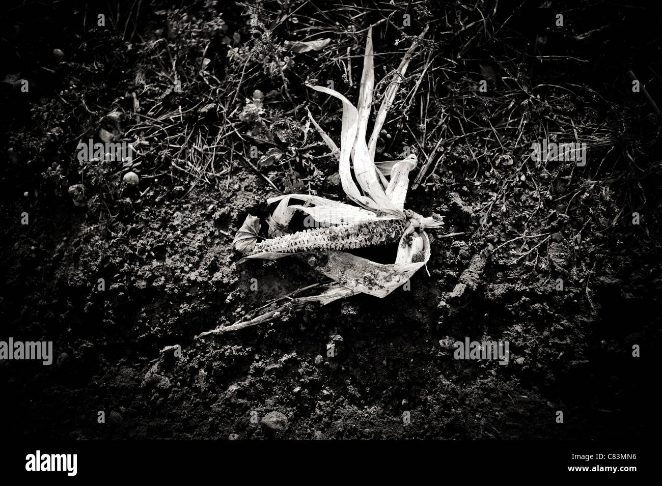 Buccia di mais Foto Stock