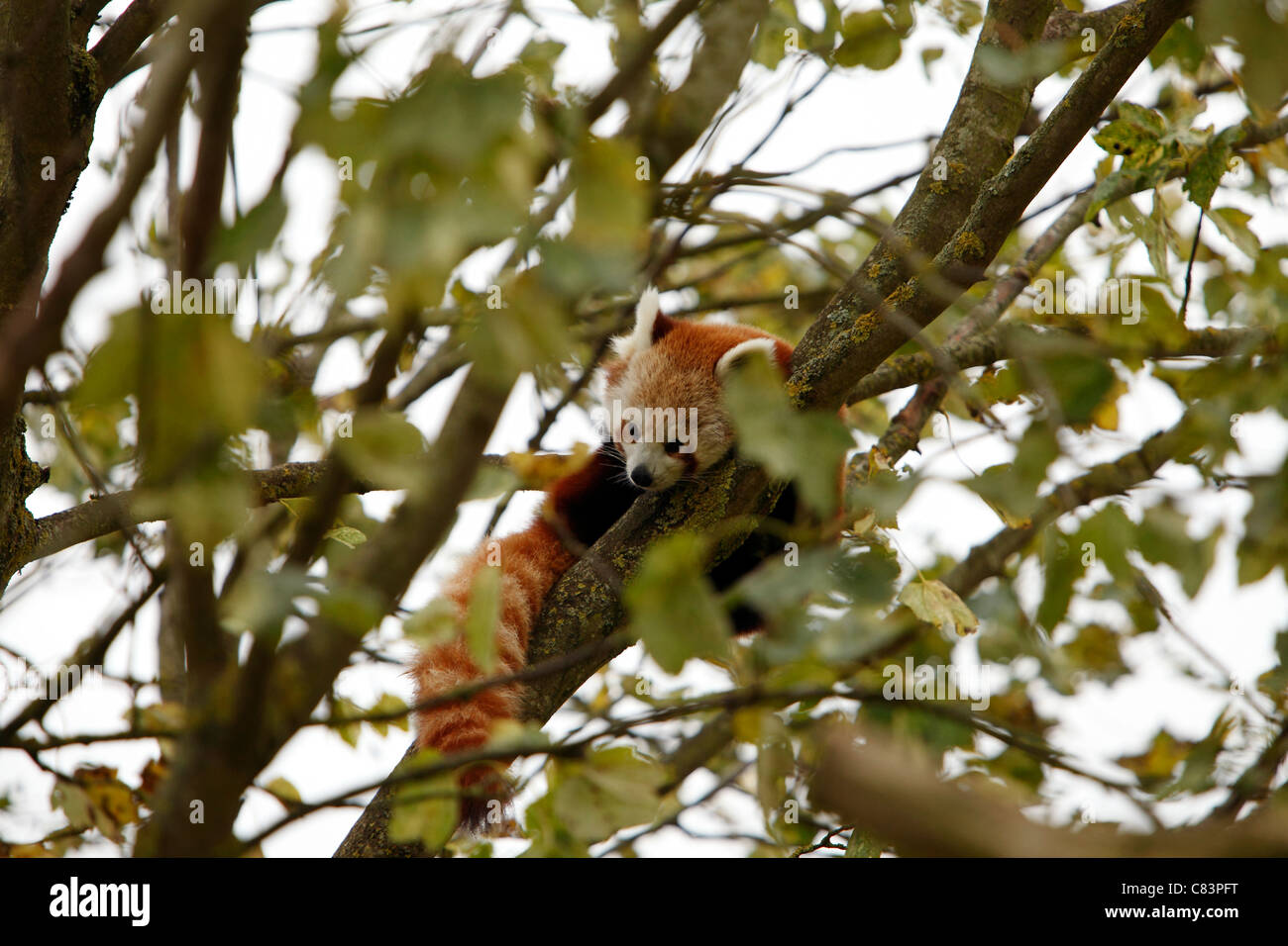 Panda rosso nell'uncino di un ramo appoggiato Foto Stock