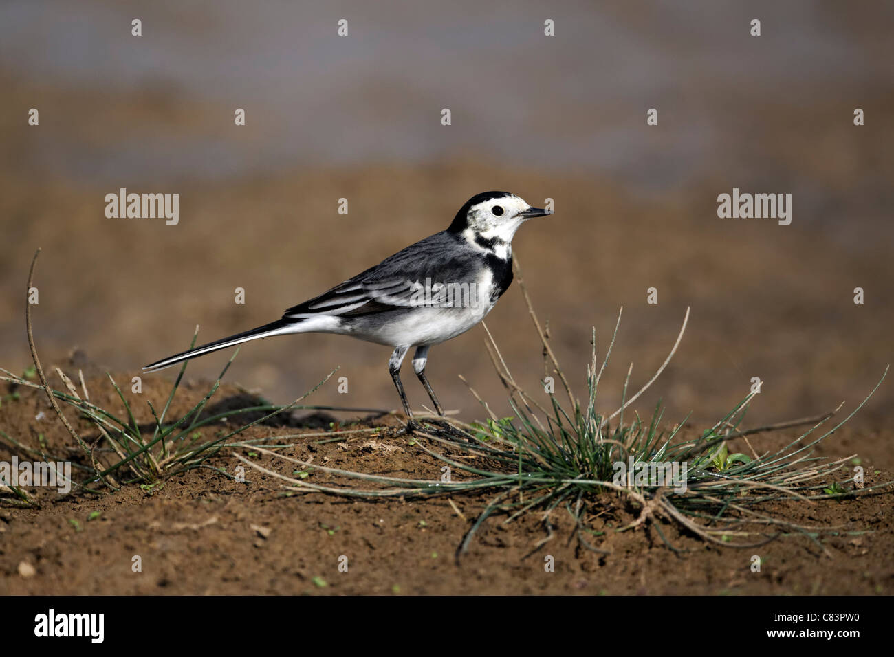 Pied wagtail, Motacilla alba yarrellii, singolo uccello sulla gobba in massa, Midlands, Ottobre 2011 Foto Stock