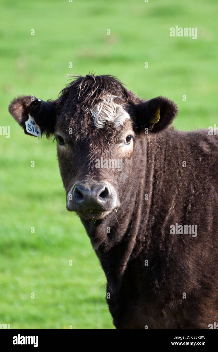 Un Simmental Angus X giovenca. Foto Stock