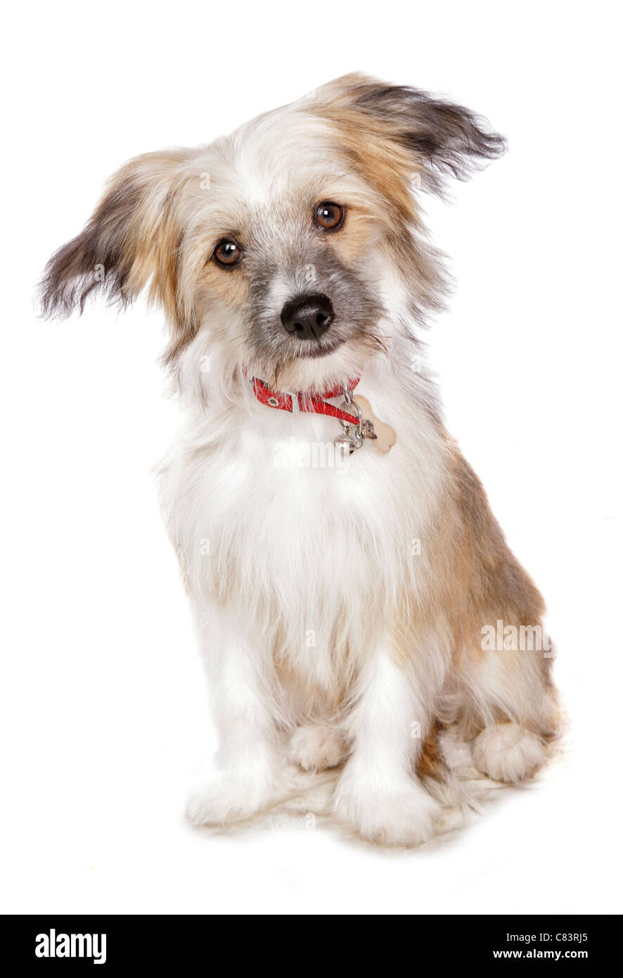 Chinese Crested dog (polvere Puff) - cucciolo - seduta Foto Stock