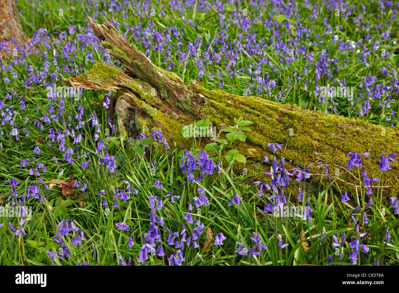 Marciume tronco di albero coperte di muschio tra i Bluebells, West Sussex Foto Stock