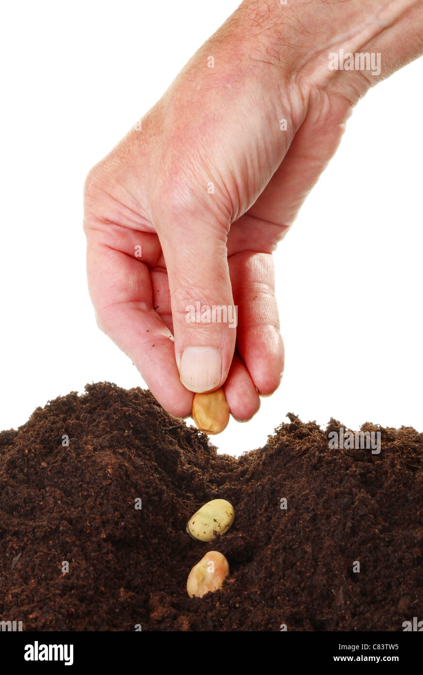 Primo piano di una mano maschi semina Fave semi in un solco nel terreno contro uno sfondo bianco Foto Stock