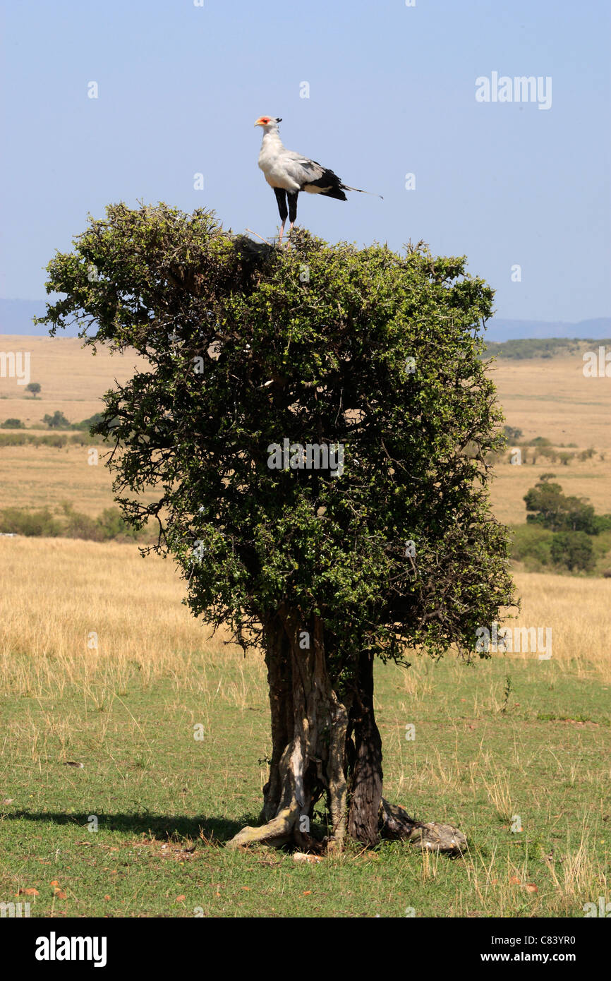 Segretario uccello sull albero / Sagittarius serpentarius Foto Stock