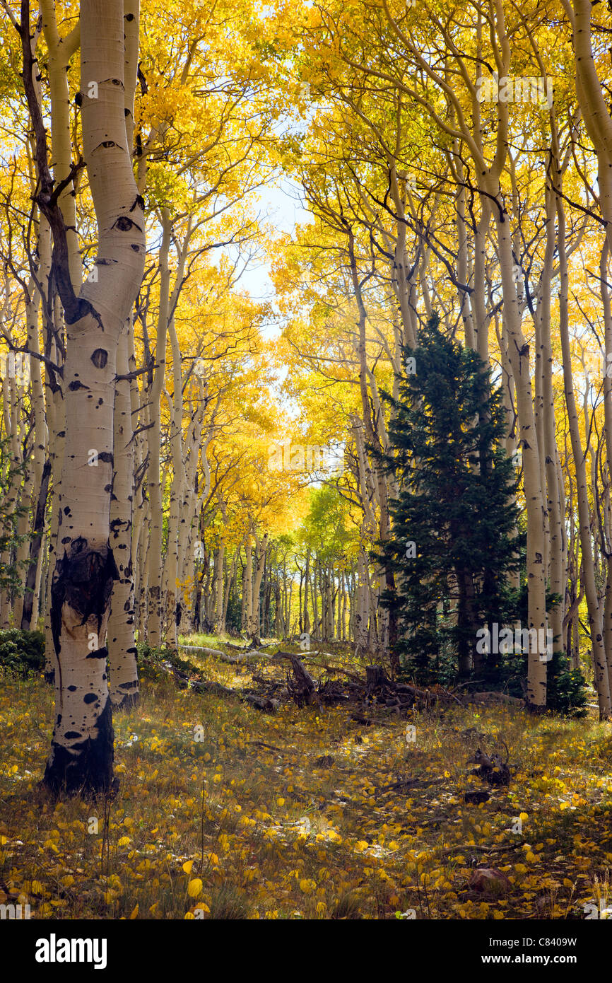 Aspen forest in colori autunnali nei pressi di cabina vuota sentiero, San Isabel National Forest, Colorado, STATI UNITI D'AMERICA Foto Stock
