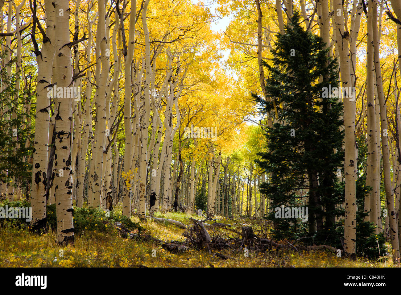 Aspen forest in colori autunnali nei pressi di cabina vuota sentiero, San Isabel National Forest, Colorado, STATI UNITI D'AMERICA Foto Stock