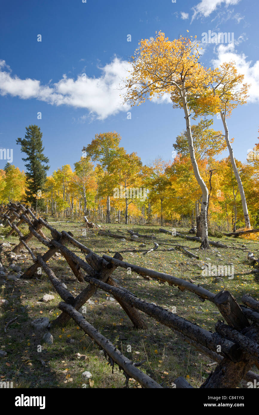 Panorama di Aspen alberi in autunno a colori nei pressi di cabina vuota sentiero, Colorado Trail, San Isabel National Forest, Colorado, STATI UNITI D'AMERICA Foto Stock