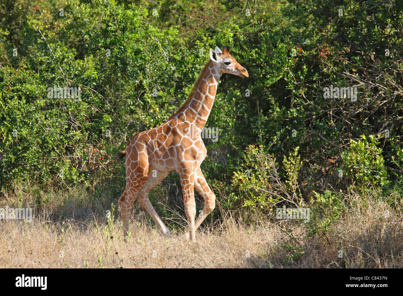 Traliccio giraffa - cub / Giraffa camelopardalis reticulata Foto Stock