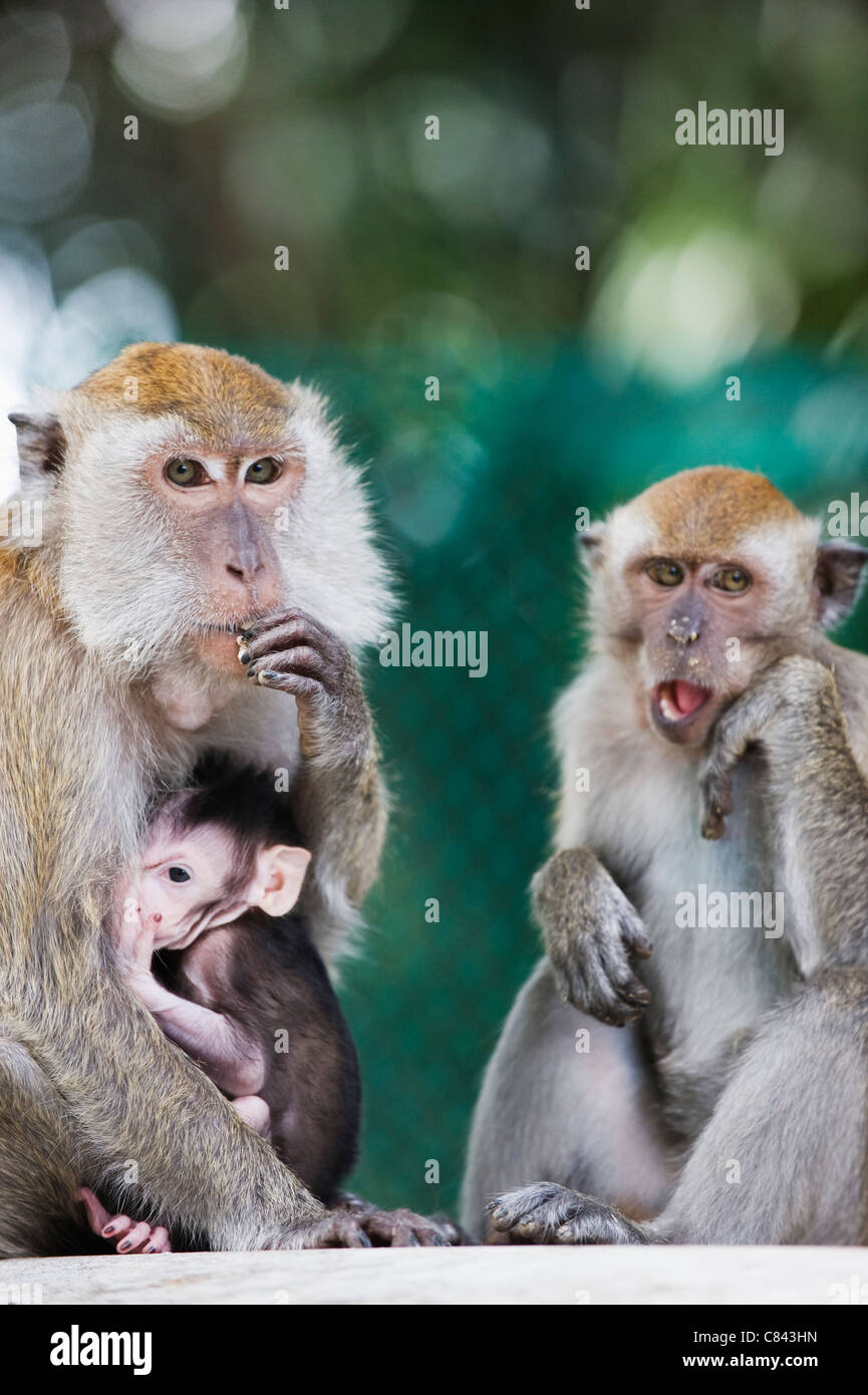 Scimmie macaco in Lake Gardens, Kuala Lumpur, Malesia, Sud Est asiatico Foto Stock