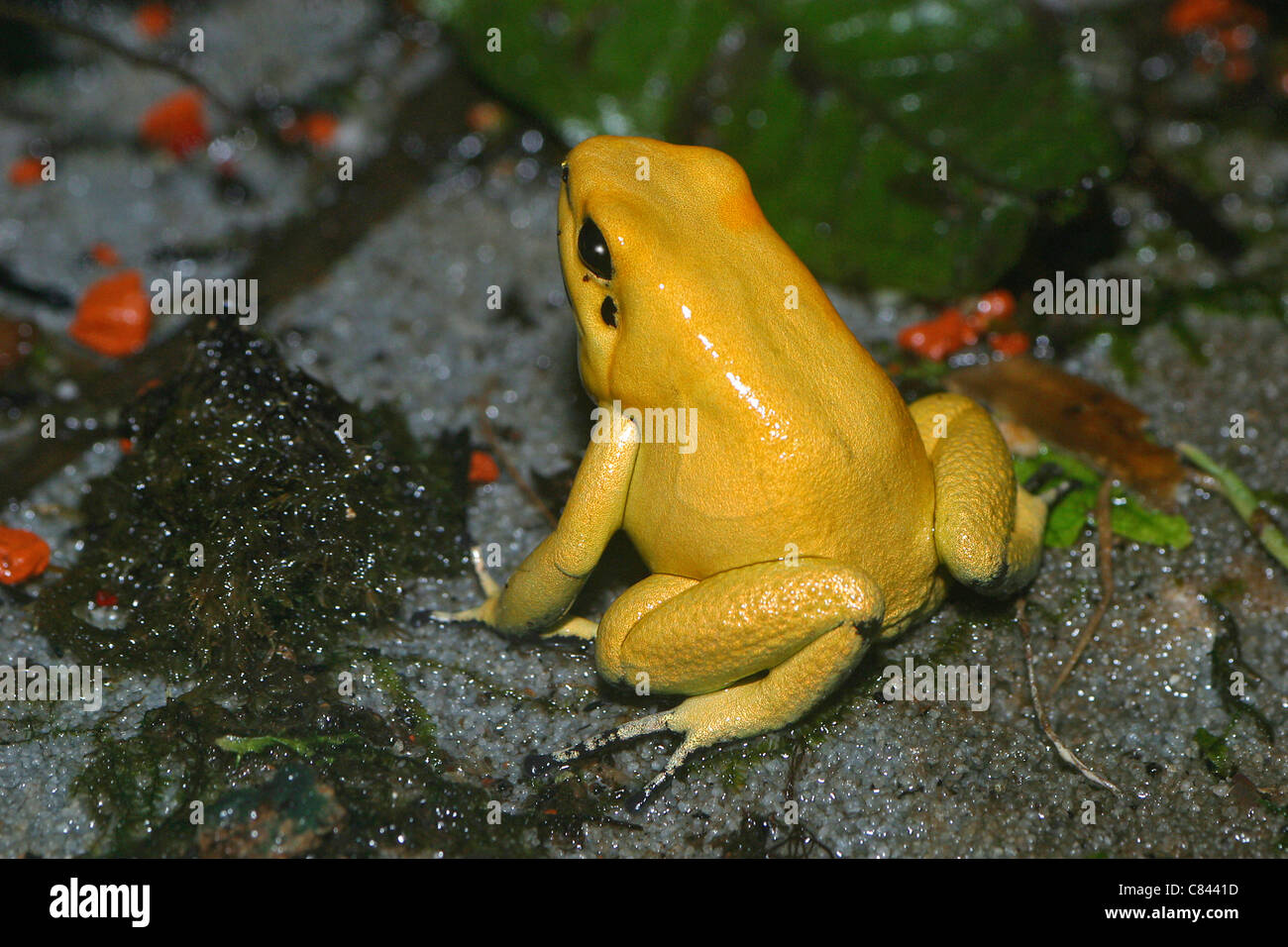 Golden Poison Frog / Phyllobates terribilis Foto Stock