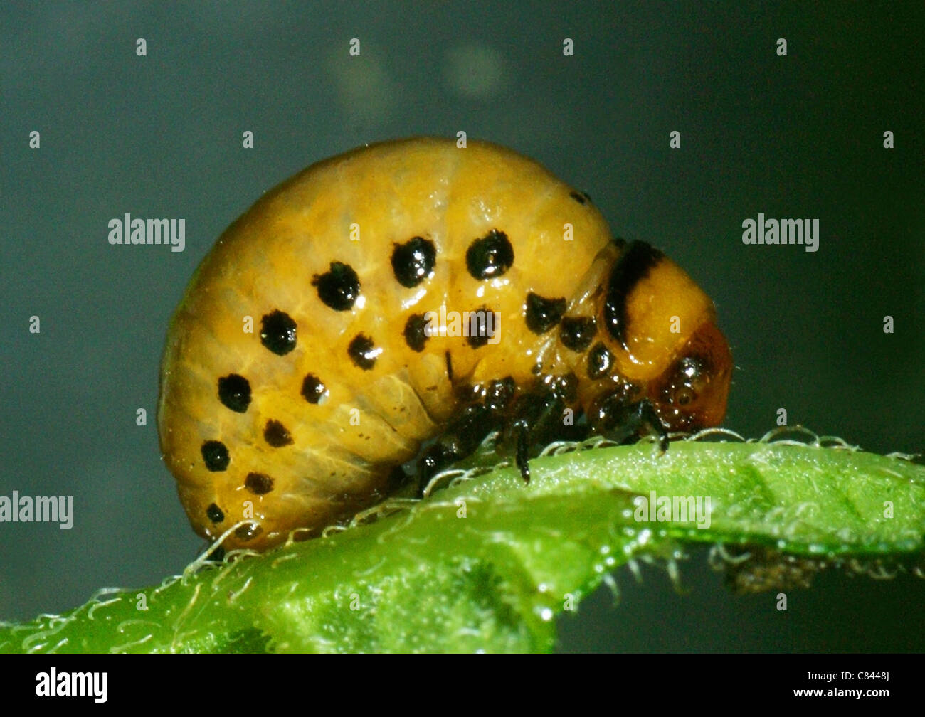 Il Colorado potato beetle - larve / Leptinotarsa decemlineata Foto Stock