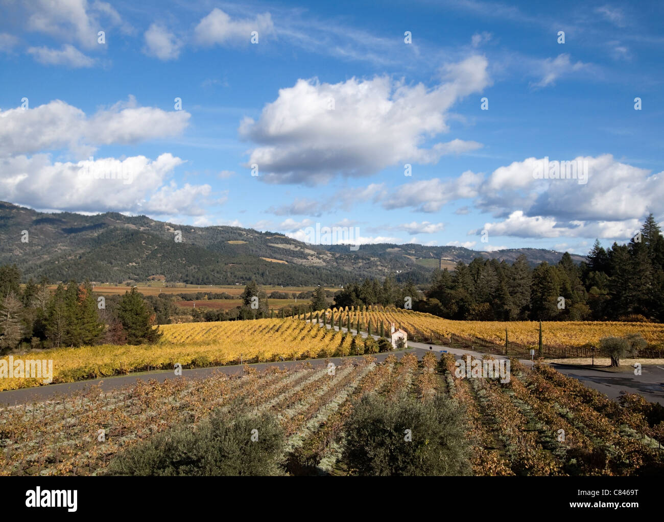 Le colline di Napa Valley Wine Country Foto Stock