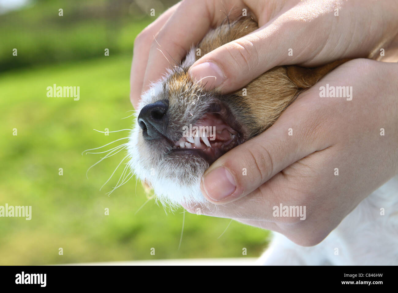 Jack Russell Terrier cane - Controllo denti di un cucciolo Foto Stock