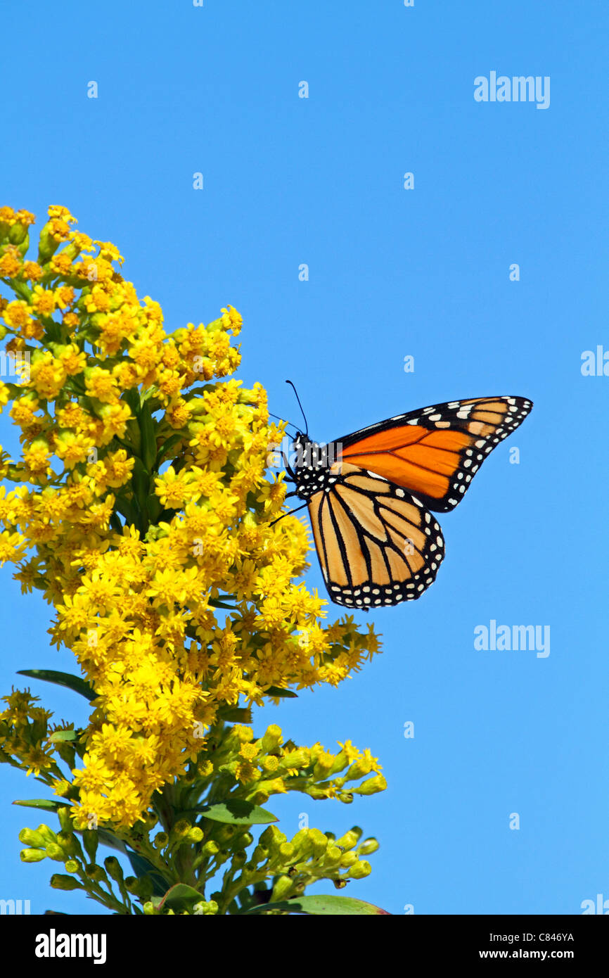 Una farfalla monarca, Danaus plexippus, con le ali ripiegate avanzamento sul mare oro, Solidago sempervirens. Lavalette, NJ, Stati Uniti d'America Foto Stock