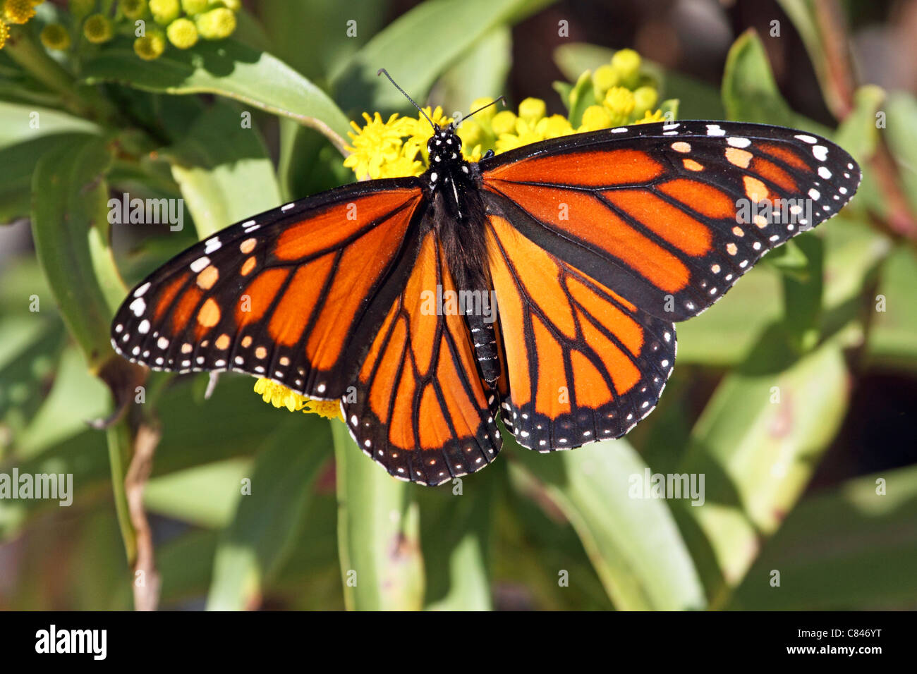 Una farfalla monarca, Danaus plexippus, con le ali ripiegate avanzamento sul mare oro, Solidago sempervirens. Lavalette, NJ, Stati Uniti d'America Foto Stock