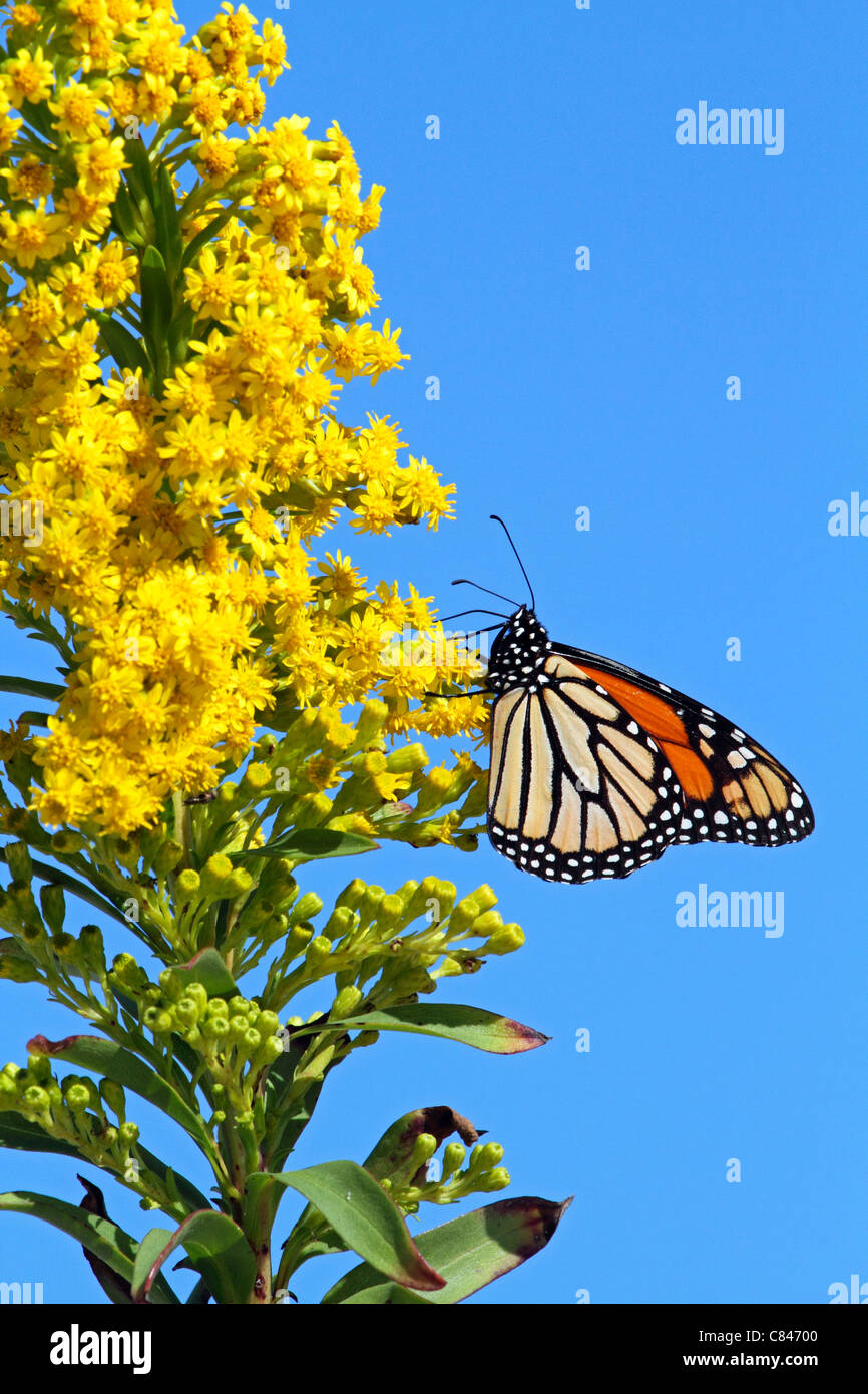 Una farfalla monarca, Danaus plexippus, con le ali ripiegate avanzamento sul mare oro, Solidago sempervirens. Lavalette, NJ, Stati Uniti d'America Foto Stock