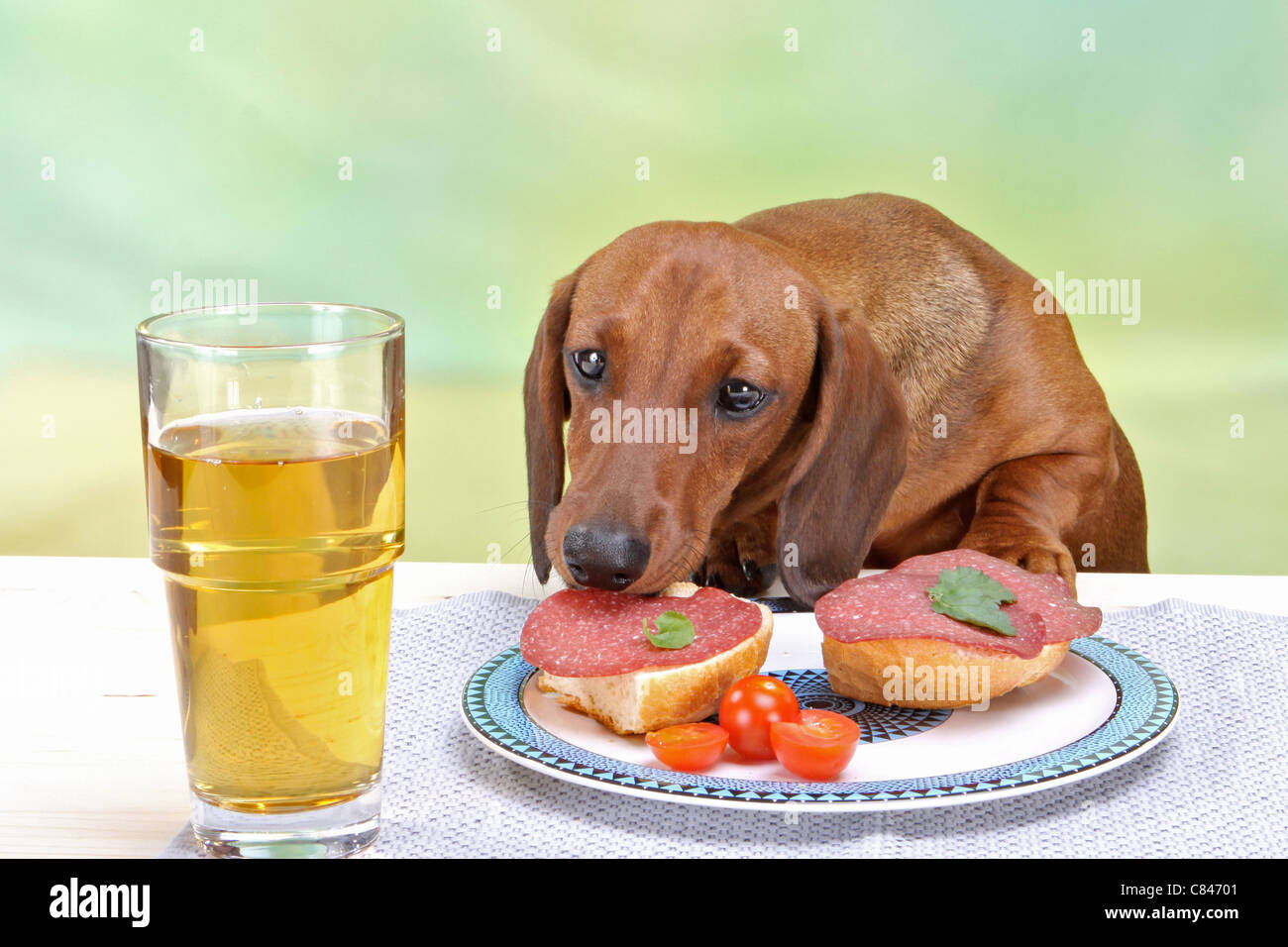 Cattiva abitudine - a pelo corto cane bassotto munching salsiccia dalla tabella Foto Stock