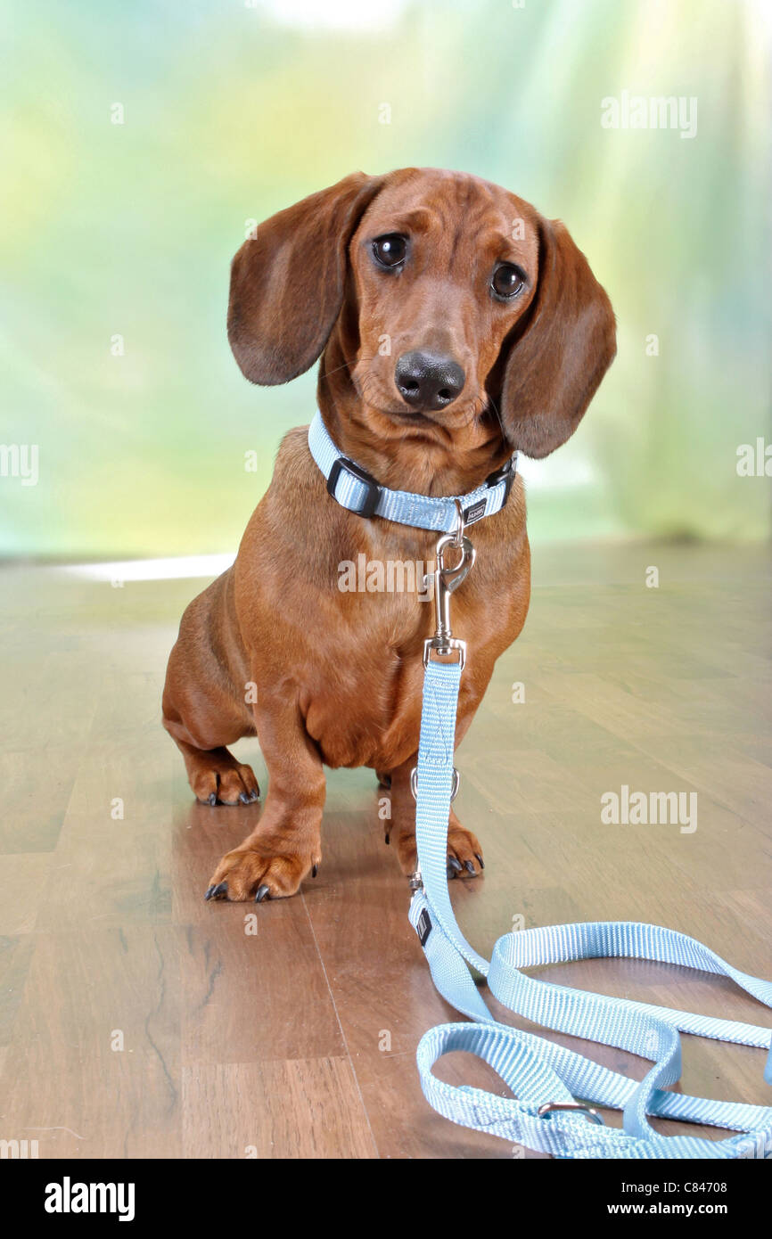 A pelo corto Bassotto con guinzaglio Foto stock - Alamy