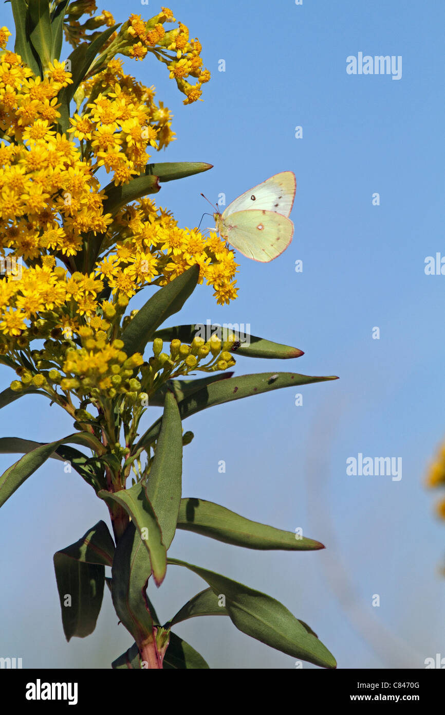 Un arancione farfalla di zolfo, Colias eurytheme, con le ali ripiegate avanzamento sul mare oro, Solidago sempervirens. NJ, Stati Uniti d'America Foto Stock