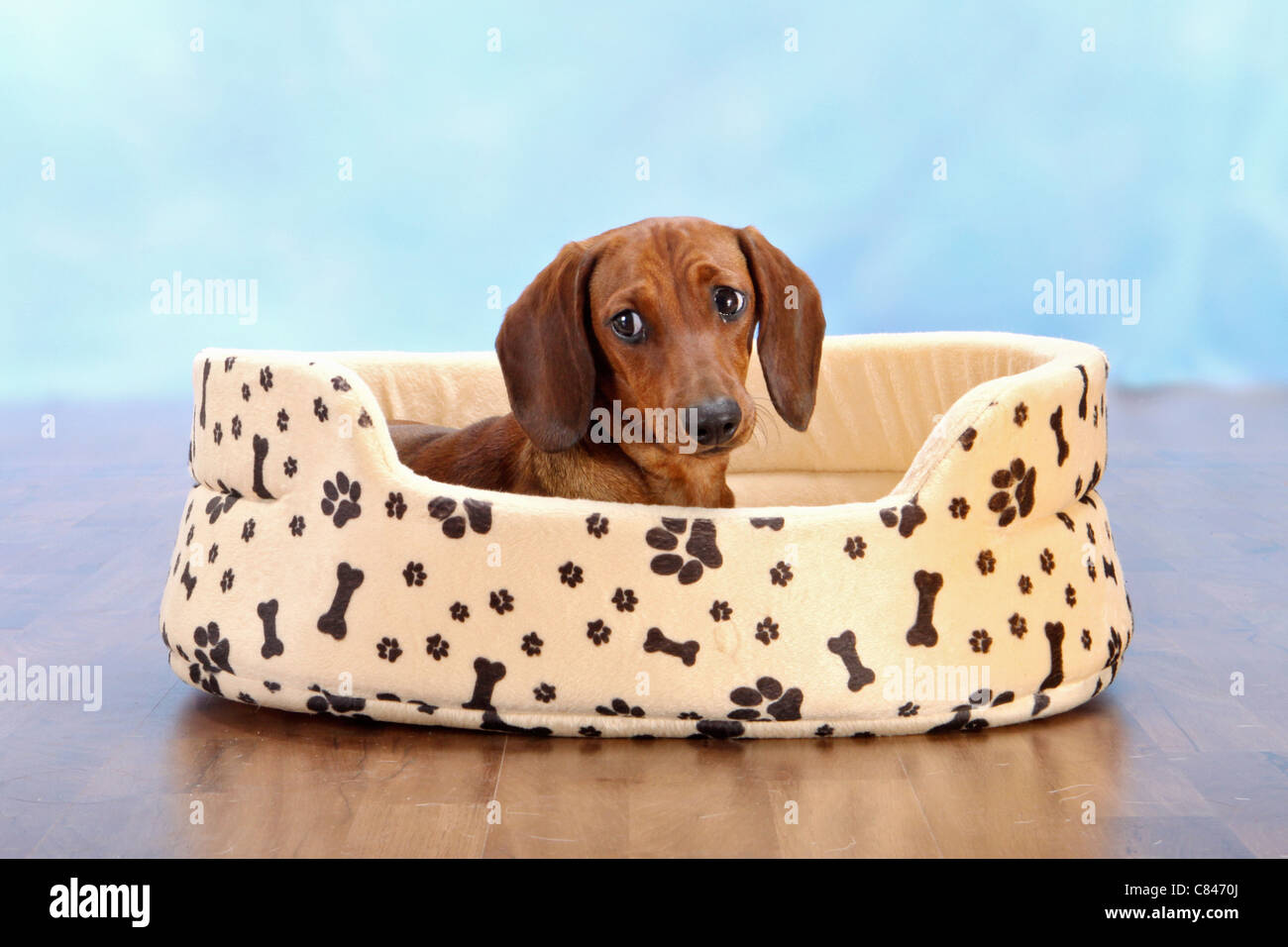 Grande Cane Di Peluche Giacente 110 Cm Enorme, Morbido - Giochi E - Foto 2