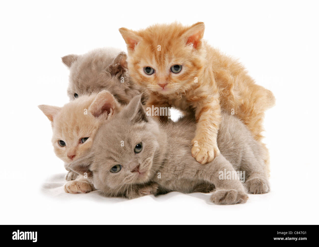 Selkirk Rex Cat - quattro gattini - riproduzione Foto Stock