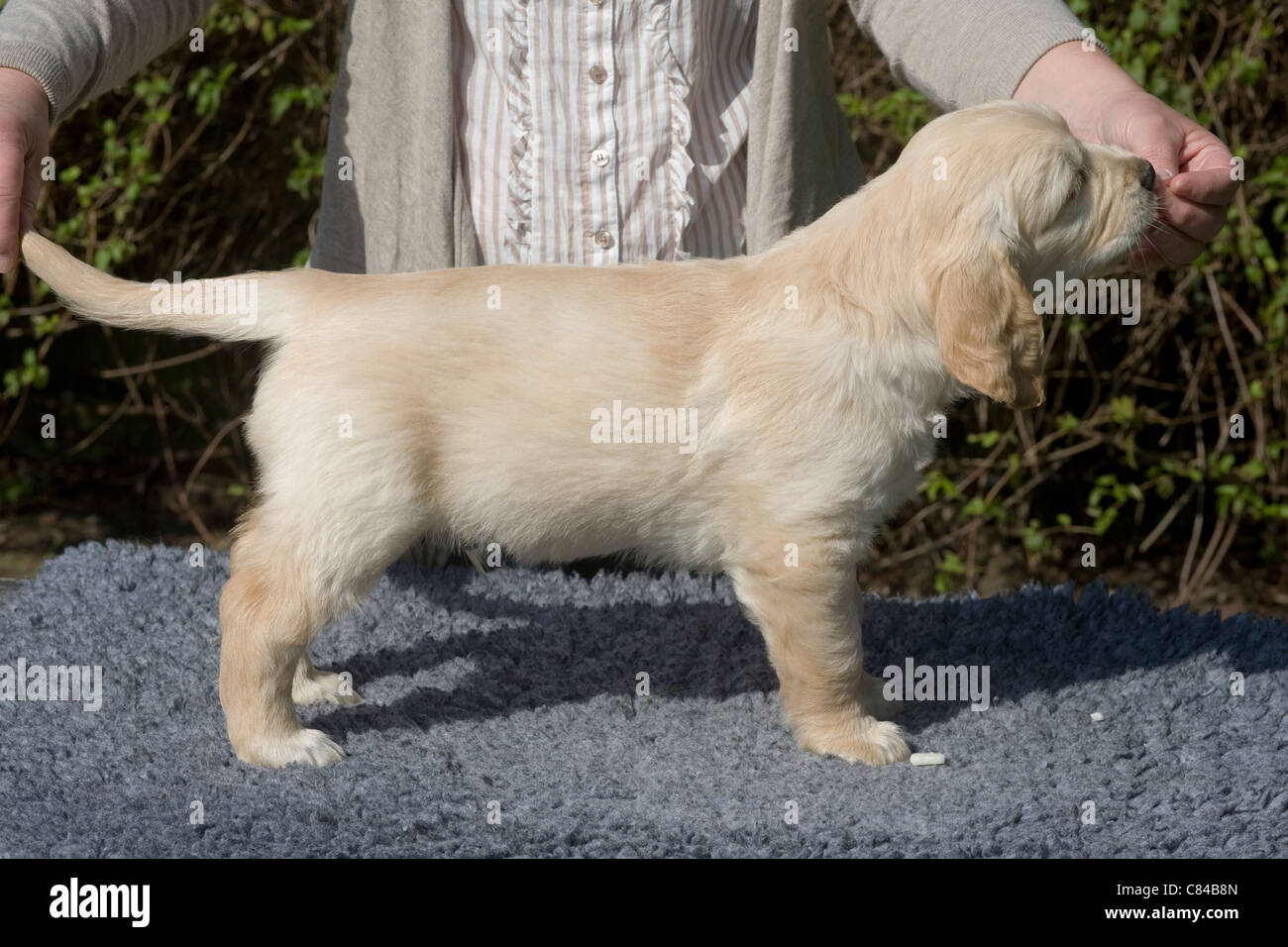 Boo (Plutone come è stato), Yorkbeach Golden Dayglo, quasi sette settimane vecchio maschio golden retriever puppy in stand formale Foto Stock