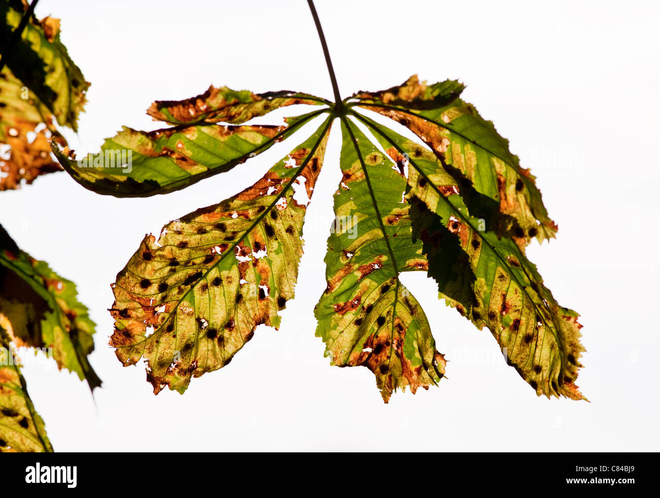 Un cavallo di foglie di castagno in autunno nel Regno Unito Foto Stock