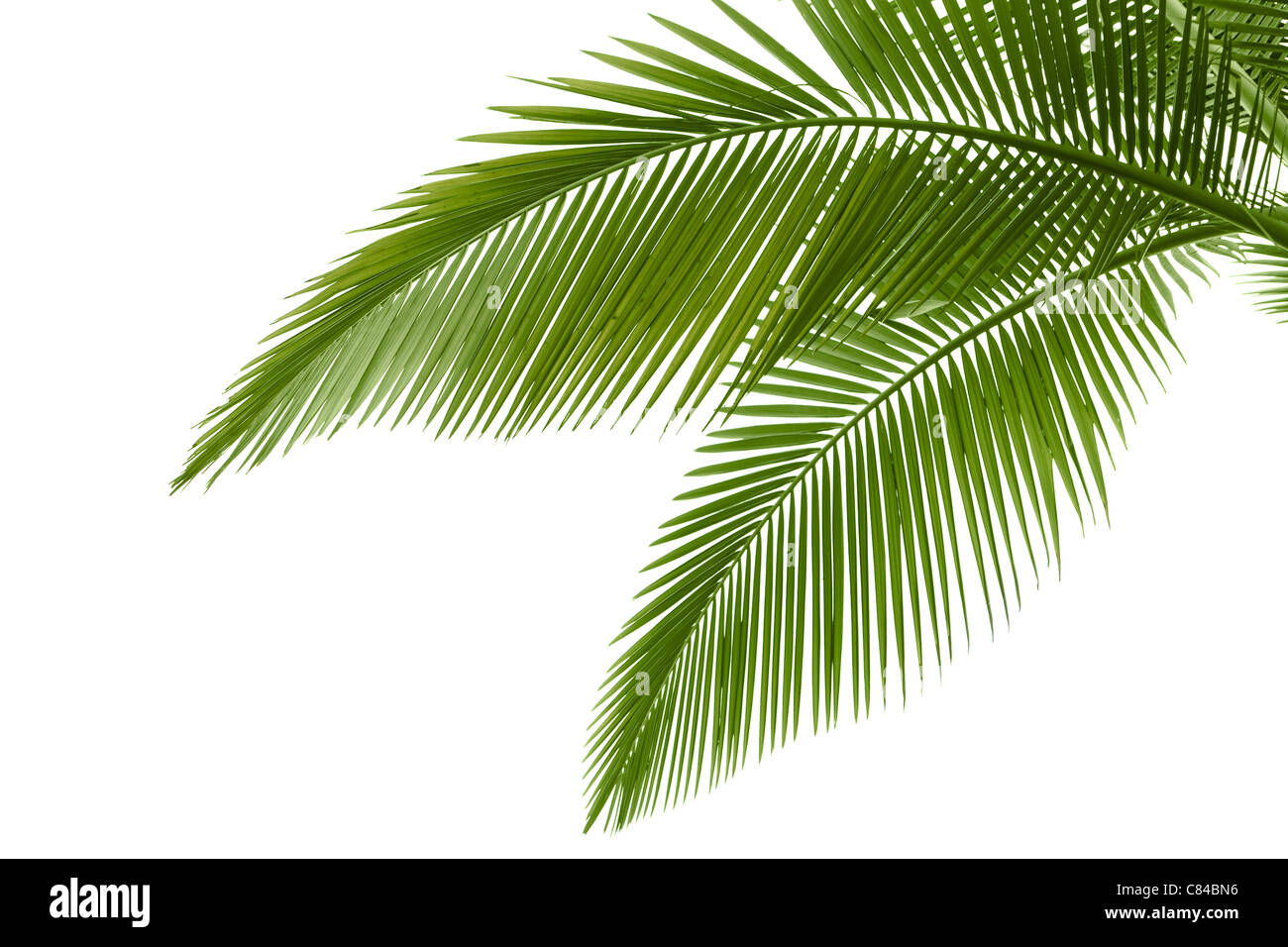 Foglie di palma isolati su sfondo bianco Foto Stock