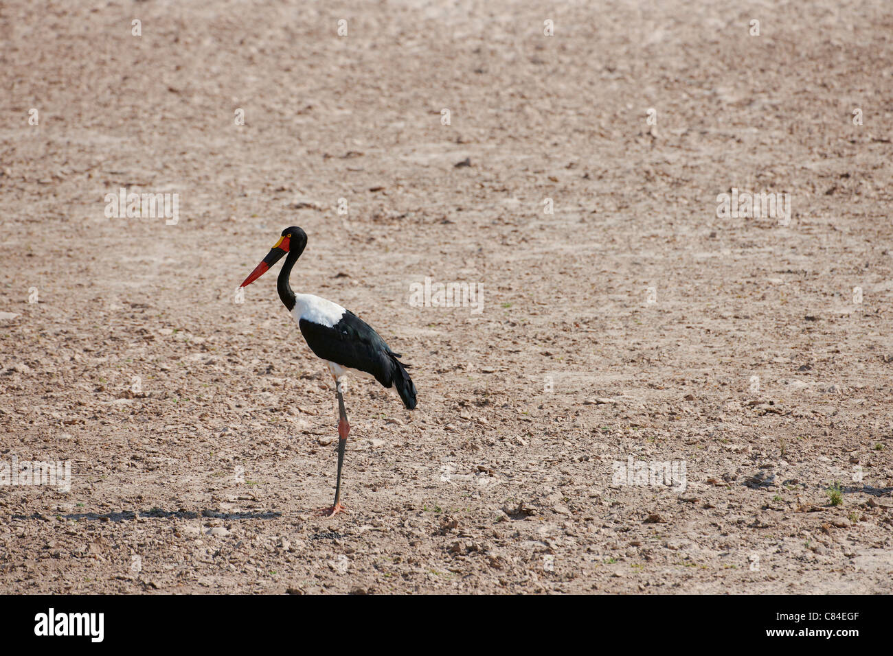 A sella fatturati Stork, Ephippiorhynchus senegalensis, South Luangwa National Park, Zambia, Africa Foto Stock