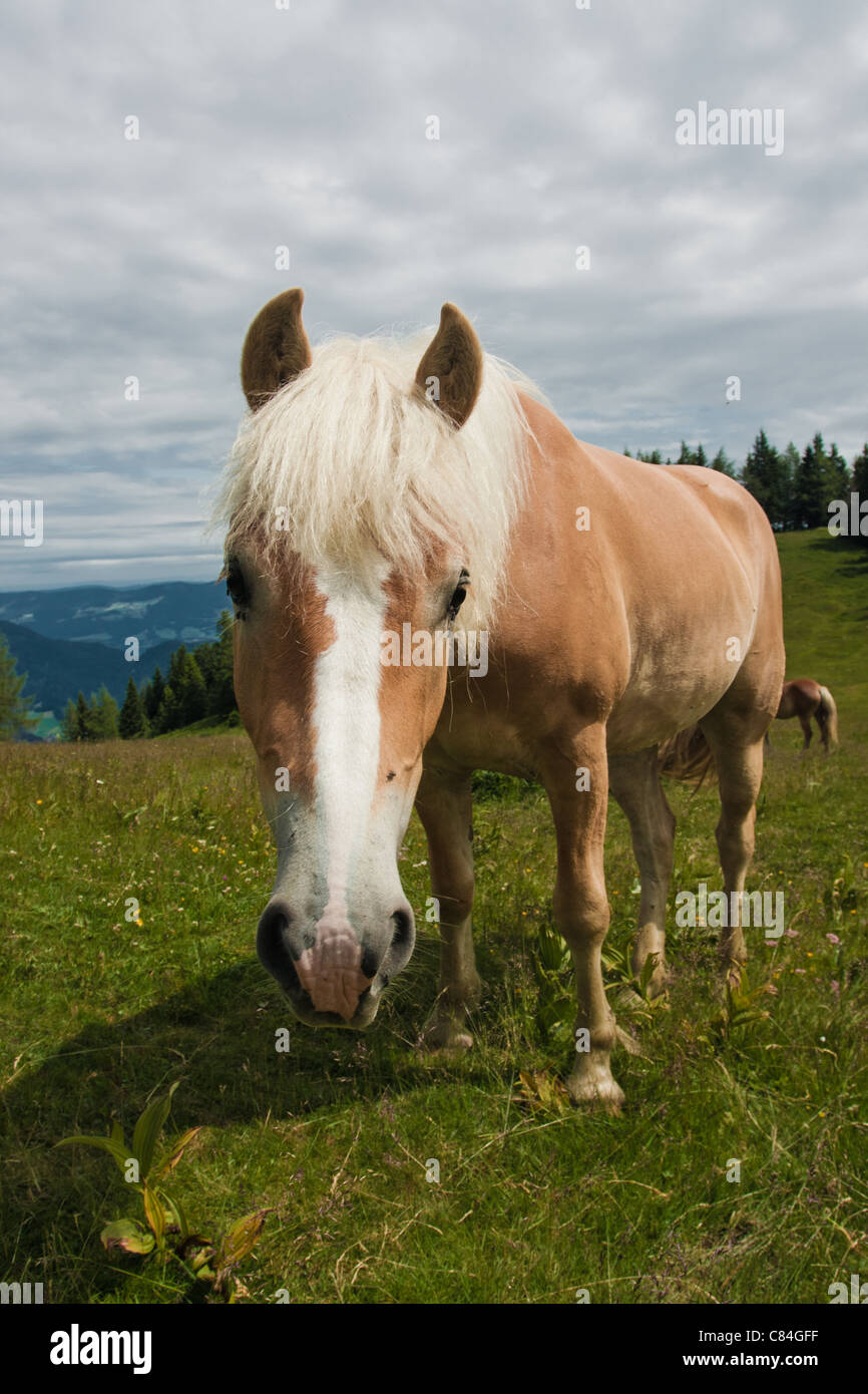 Cavallo ritratto su Zwolferhorn in Austria Foto Stock