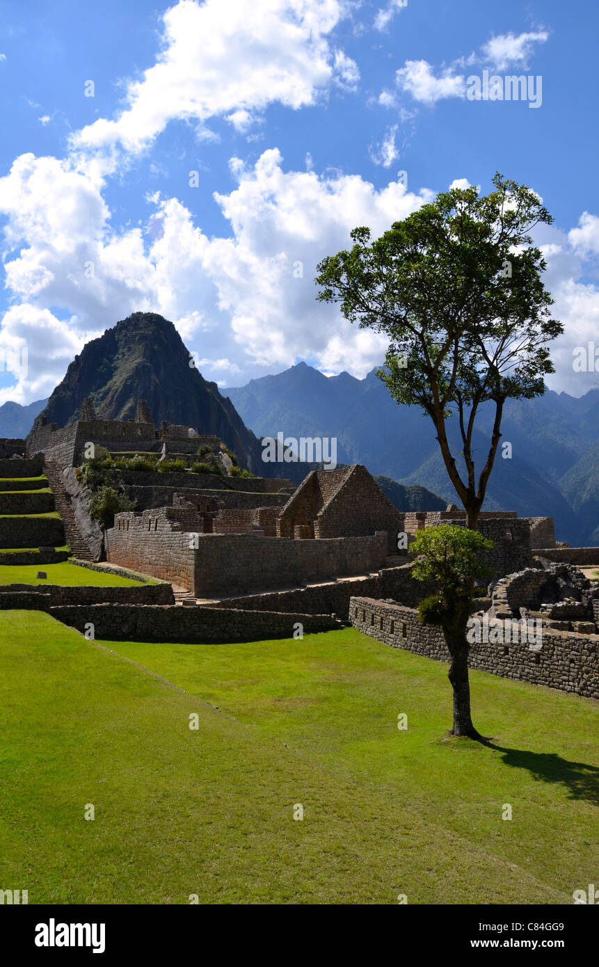 Tree Machu Picchu panorama Machu Picchu Macchu Picchu sito patrimonio mondiale dell'unesco città sacra rovine wayna Huayna Picchu trail Perù Foto Stock