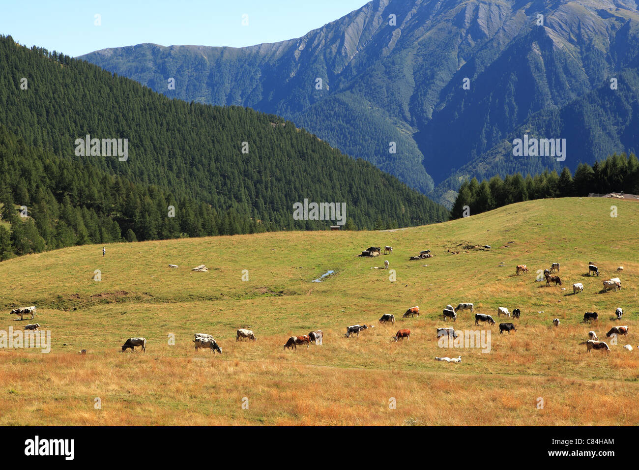Mandria di mucche sul pascolo alpino tra le montagne nelle Alpi, Italia settentrionale. Foto Stock